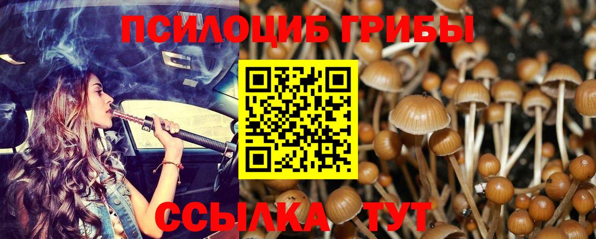 Псилоцибиновые грибы Cubensis Семилуки
